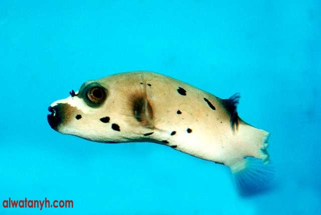 fish600_1_