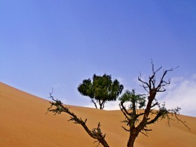 صور من ابداع اعضاء عمان فوتو