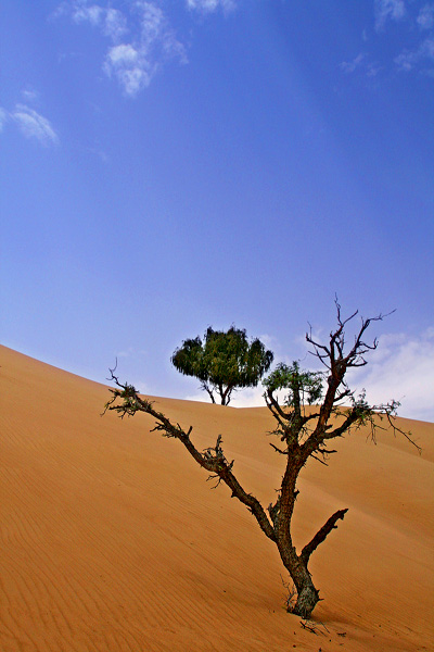 صور من ابداع اعضاء عمان فوتو