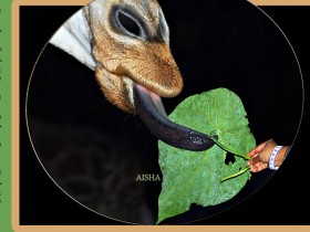 صور من ابداع اعضاء عمان فوتو