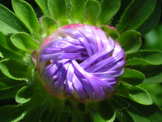 10787534501802480035_1_