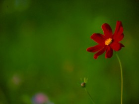 صور من ابداع اعضاء عمان فوتو