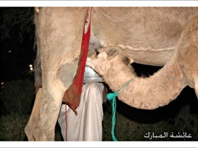 صور من ابداع اعضاء عمان فوتو
