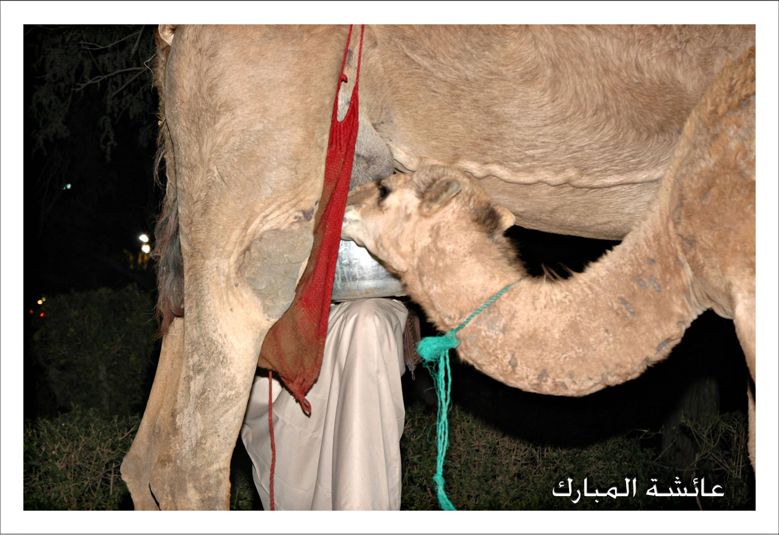 صور من ابداع اعضاء عمان فوتو