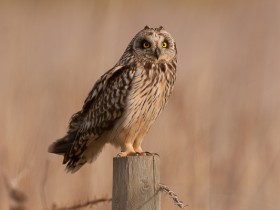 صور منوعة من الإنترنت