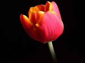 صور منوعة من الإنترنت