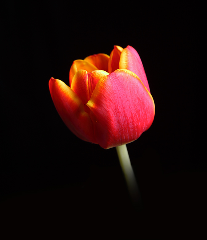 صور منوعة من الإنترنت