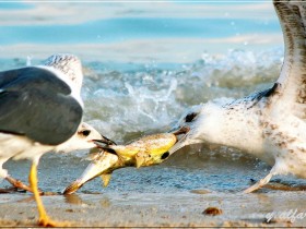 صور من ابداع اعضاء عمان فوتو