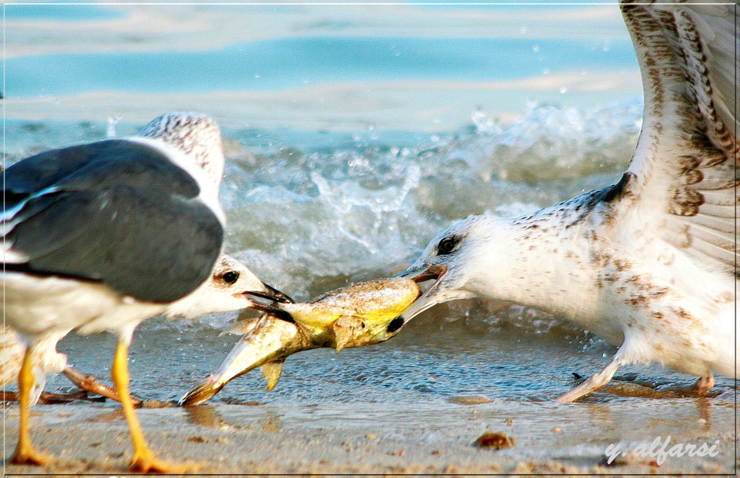 صور من ابداع اعضاء عمان فوتو