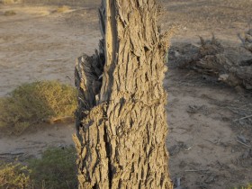 صور من ابداع اعضاء عمان فوتو