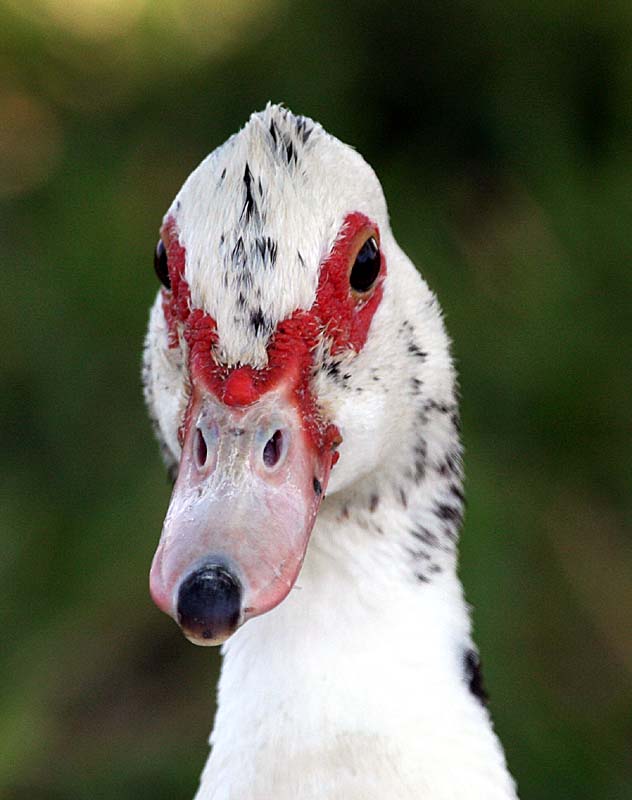 صور منوعة من الإنترنت