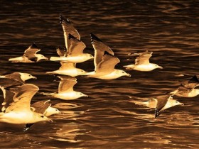 طيور من سلطنة عمان