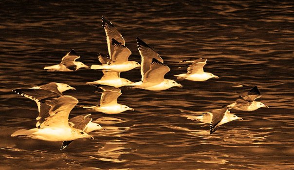 طيور من سلطنة عمان