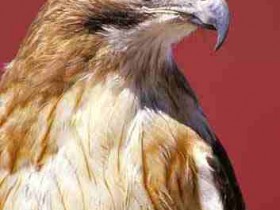 red tailed hawk lg2