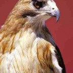 red tailed hawk lg2