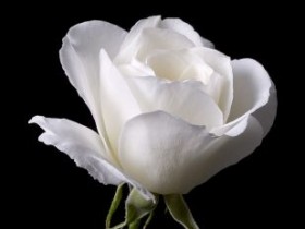 خلي قلبك ابيض مثل هذه الوردة