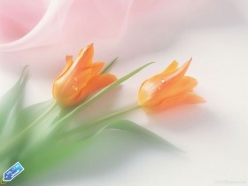 flower411_3SL-com_2_