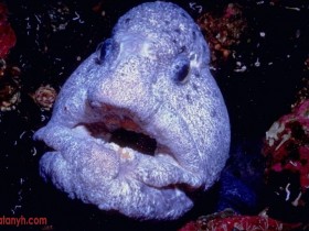 fish605_1_