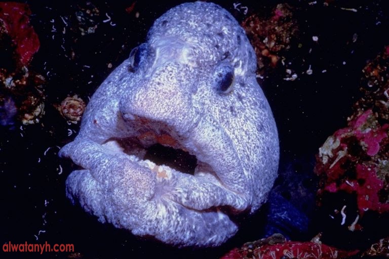 fish605_1_