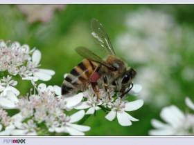 صور من ابداع اعضاء عمان فوتو