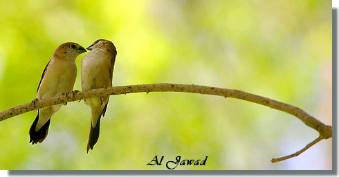 صور من ابداع اعضاء عمان فوتو
