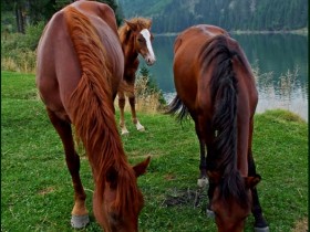 صور منوعة من الإنترنت