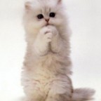 Sorry Kitty