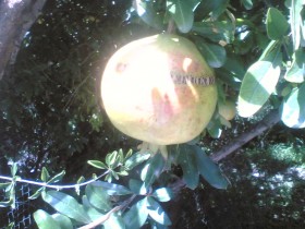 رمانه مكبره