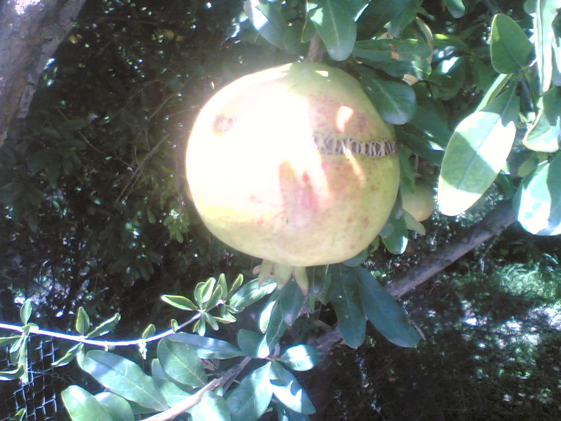 رمانه مكبره