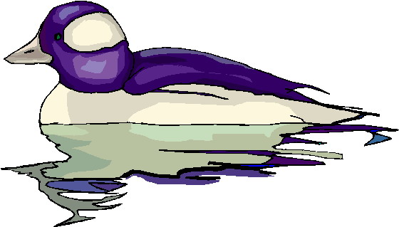BIRD943_1_