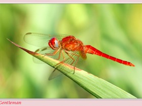 صور من ابداع اعضاء عمان فوتو