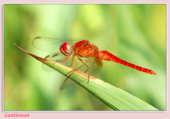 صور من ابداع اعضاء عمان فوتو