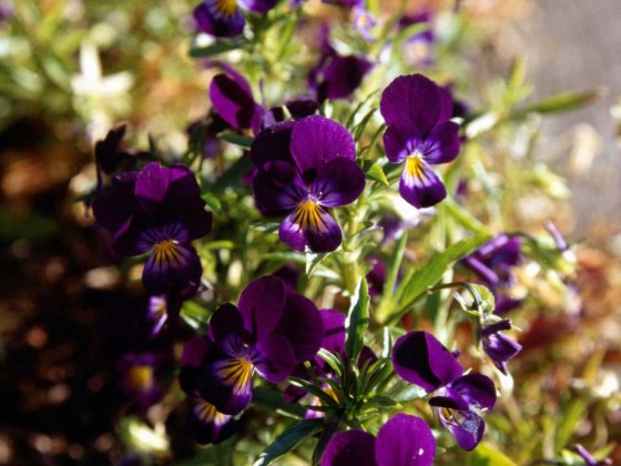 PTBL0067