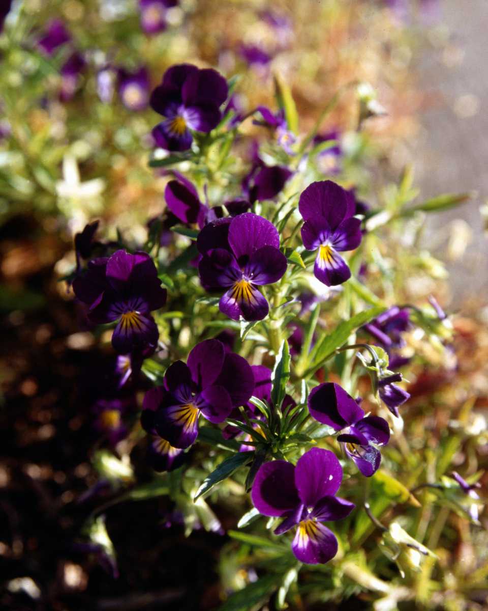 PTBL0067