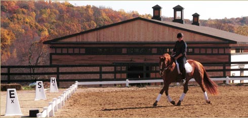 الفرس الراقي