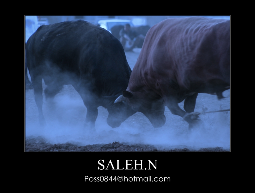 صور من ابداع اعضاء عمان فوتو