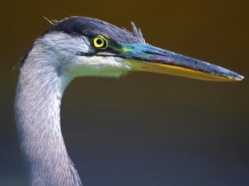 صور منوعة من الإنترنت
