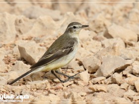 صور من ابداع اعضاء عمان فوتو