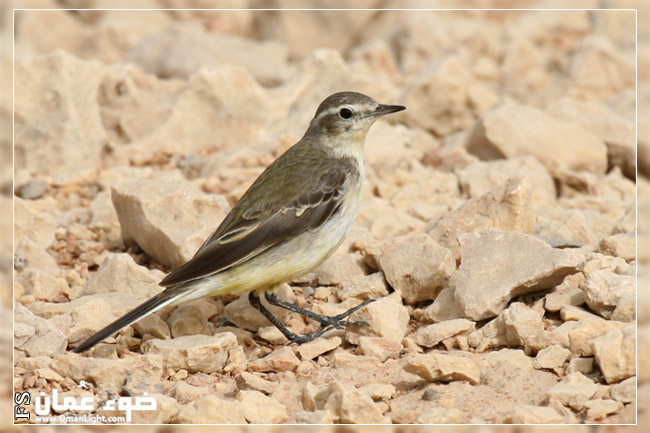 صور من ابداع اعضاء عمان فوتو