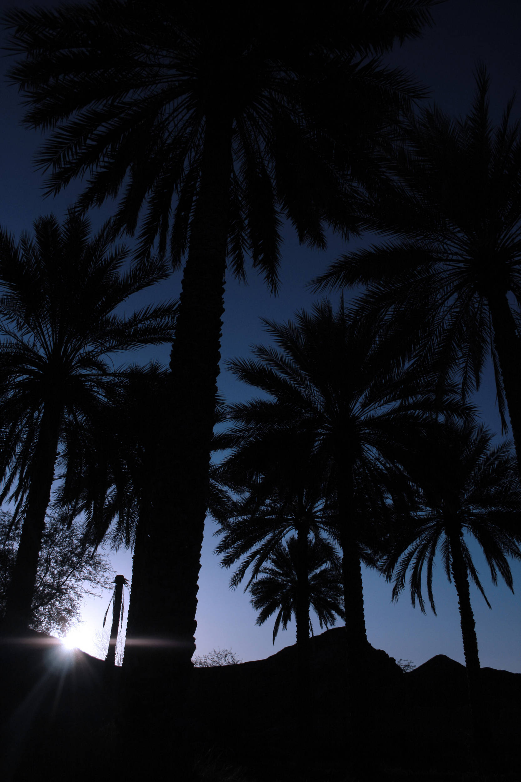 صور من ابداع اعضاء عمان فوتو