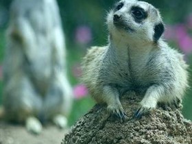 صور منوعة من الإنترنت