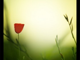 Feeling_Red_by_gilad