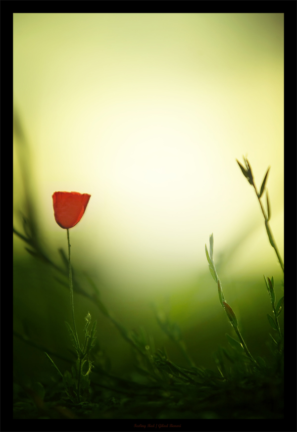 Feeling_Red_by_gilad
