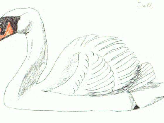 بجعة - رسومات أطفال