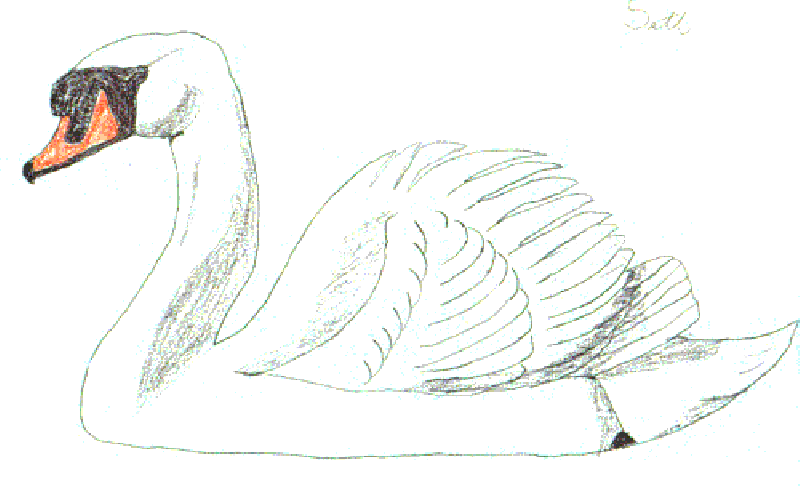 بجعة - رسومات أطفال