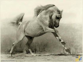 حصان