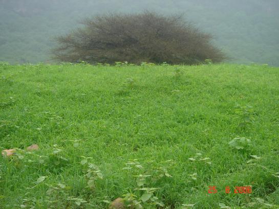 صلالة وبس