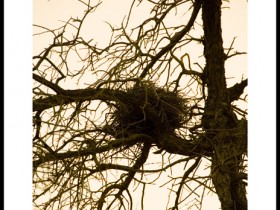 صور من ابداع اعضاء عمان فوتو