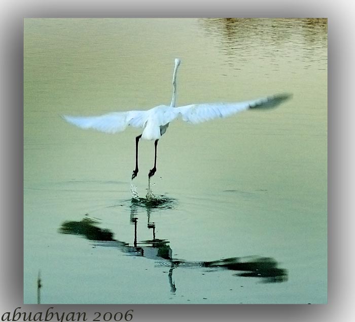 صور من ابداع اعضاء عمان فوتو