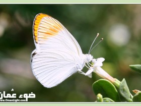 صور من ابداع اعضاء عمان فوتو
